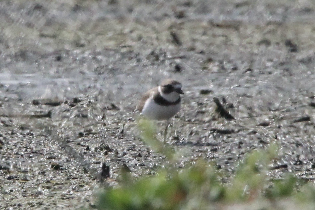 Semipalmated Plover - ML606123371