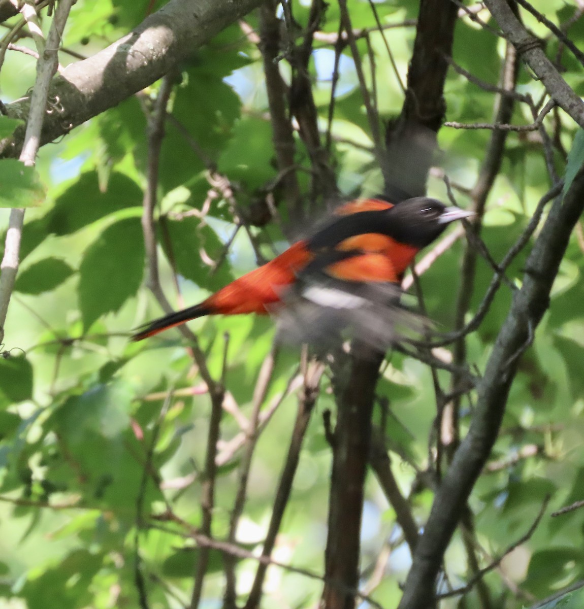 Baltimore Oriole - KM Andersen