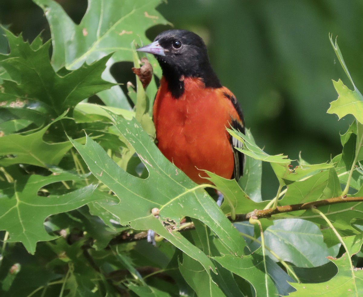 Baltimore Oriole - KM Andersen