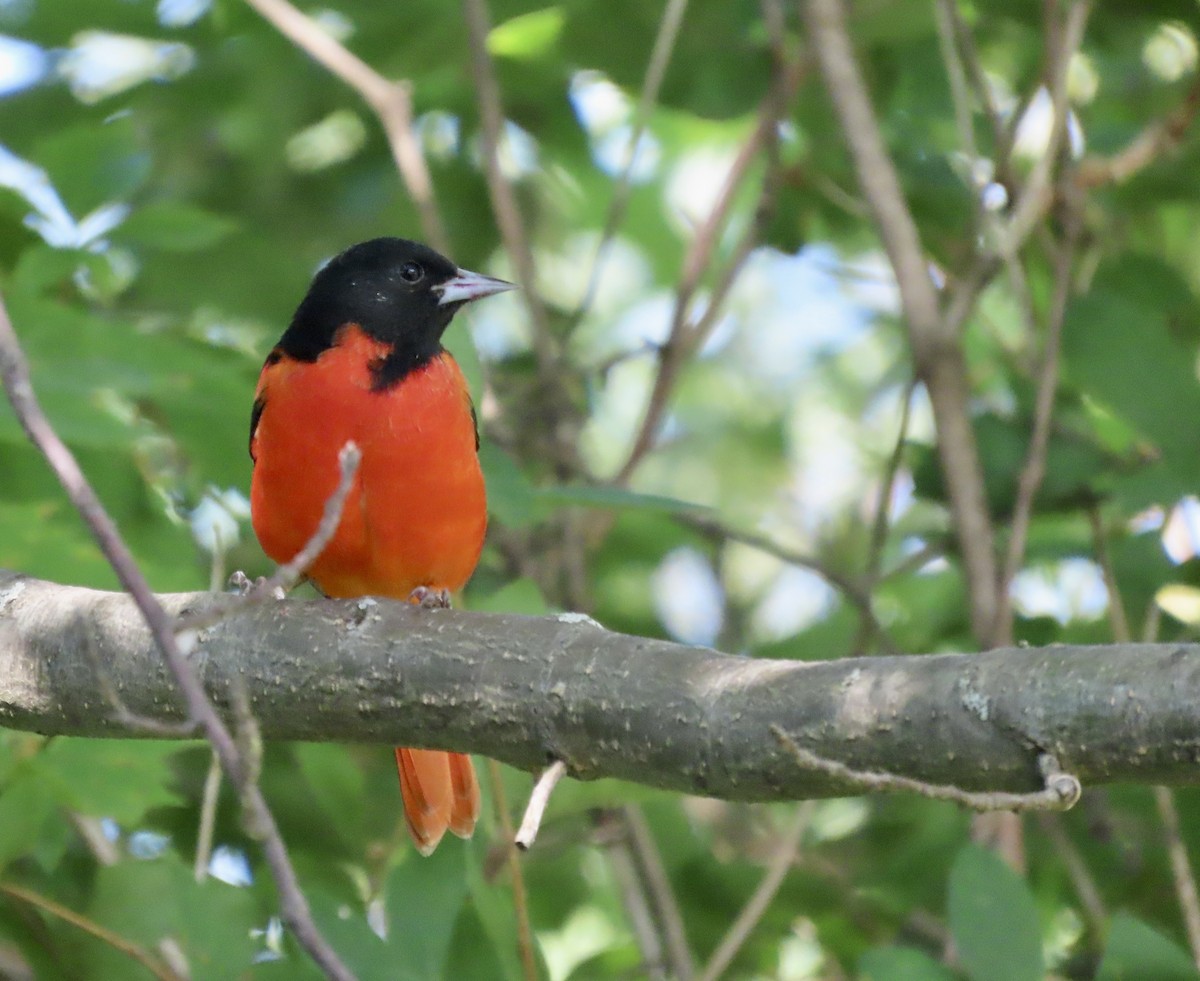 Baltimore Oriole - KM Andersen