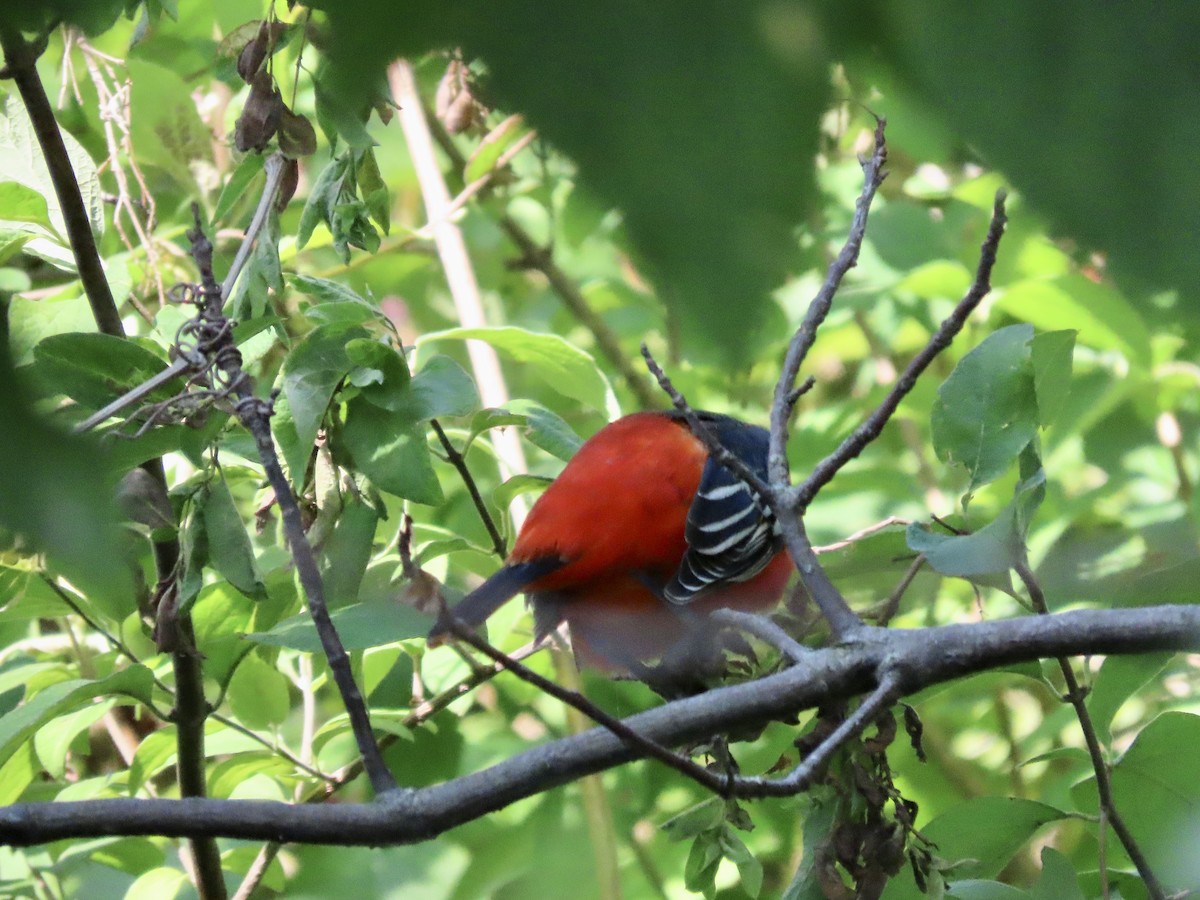 Baltimore Oriole - KM Andersen