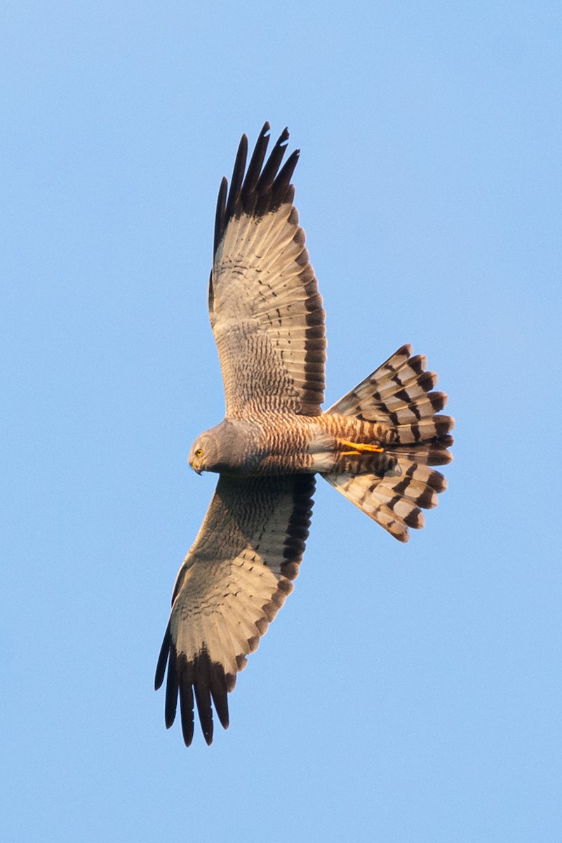 Cinereous Harrier - ML606123791