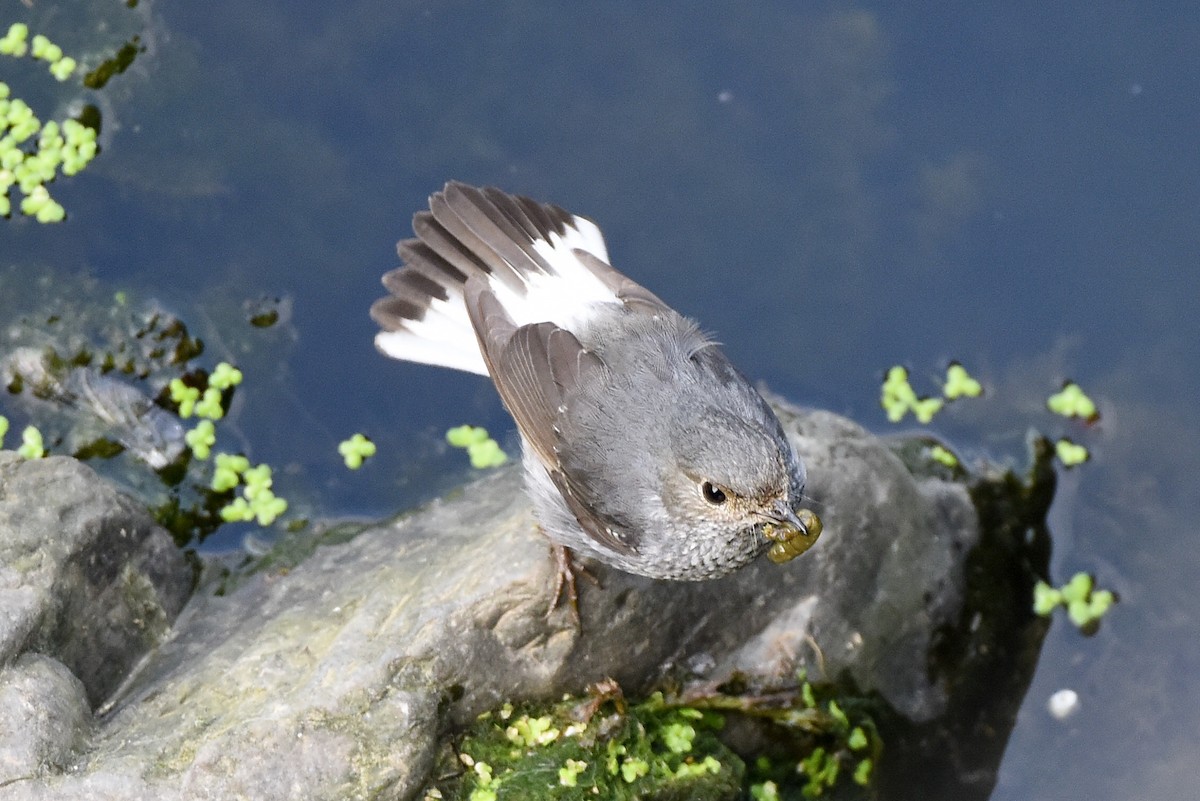 Plumbeous Redstart - ML60612431