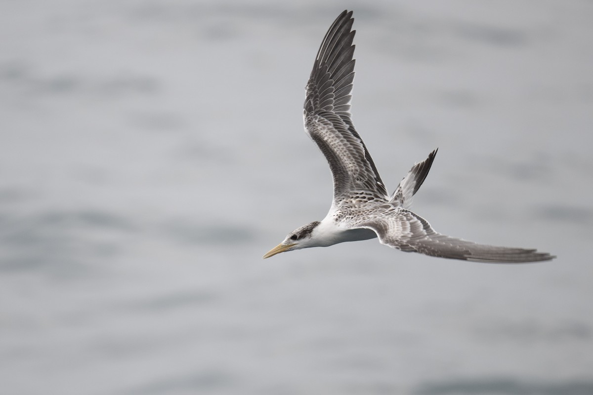 Great Crested Tern - ML606124461