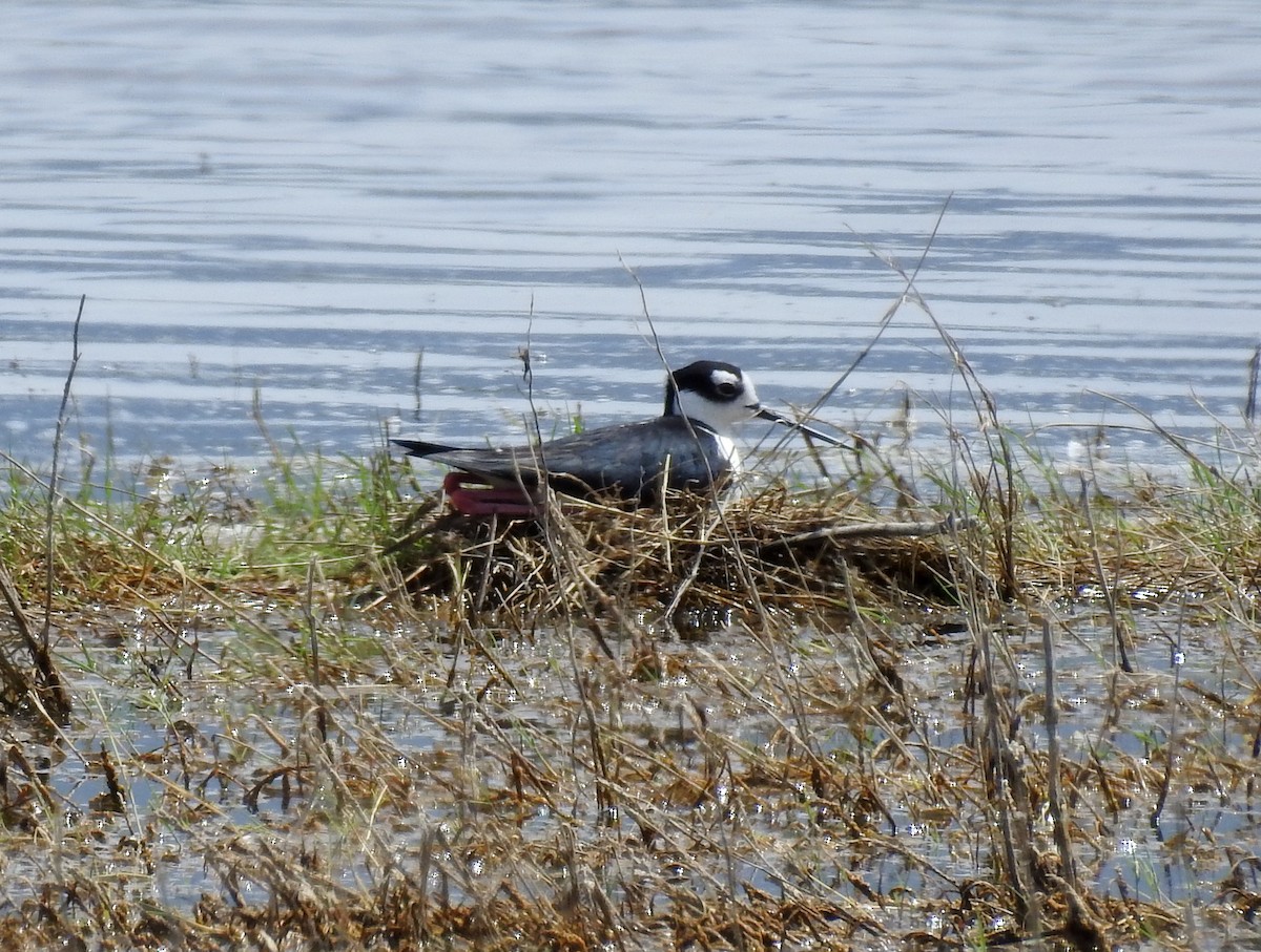 Black-necked Stilt (Black-necked) - Lauri Taylor