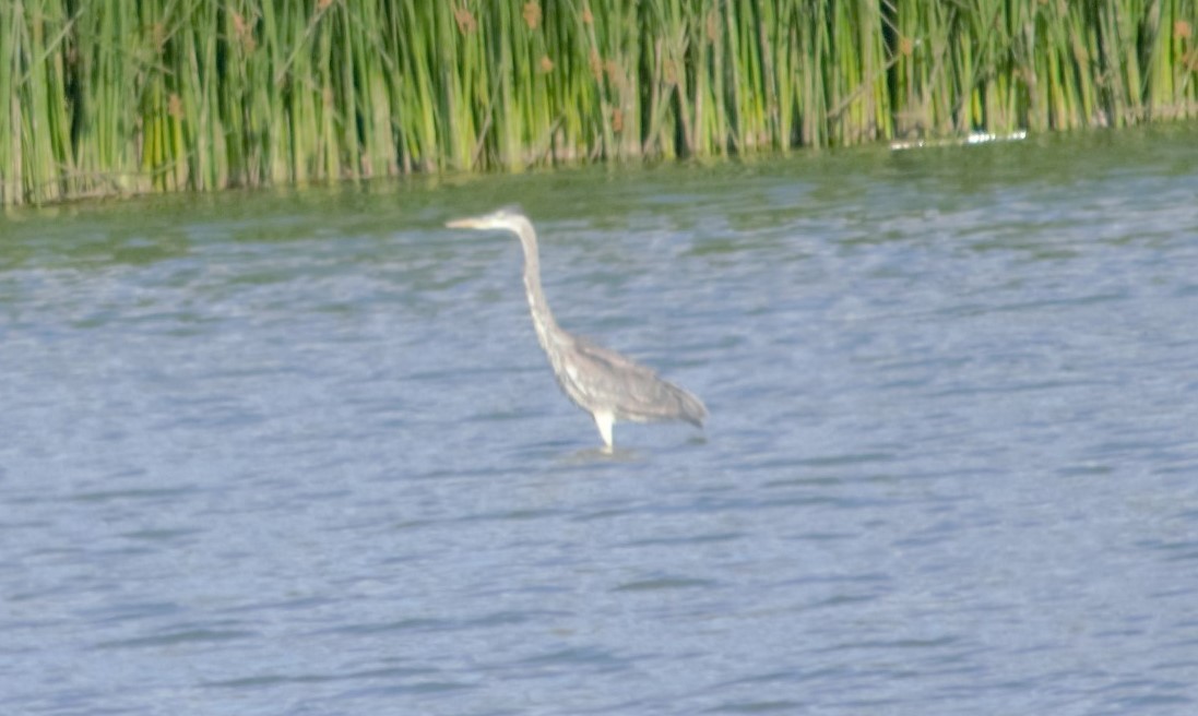 Great Blue Heron - ML606125051