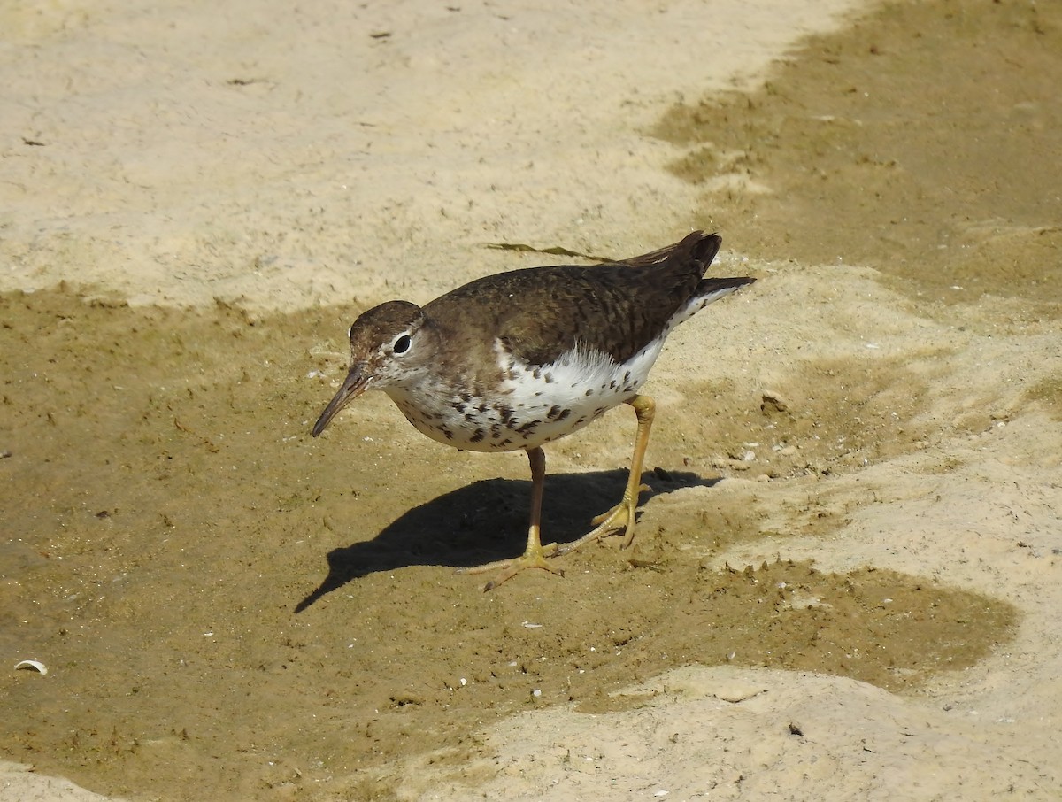 Spotted Sandpiper - ML606125891