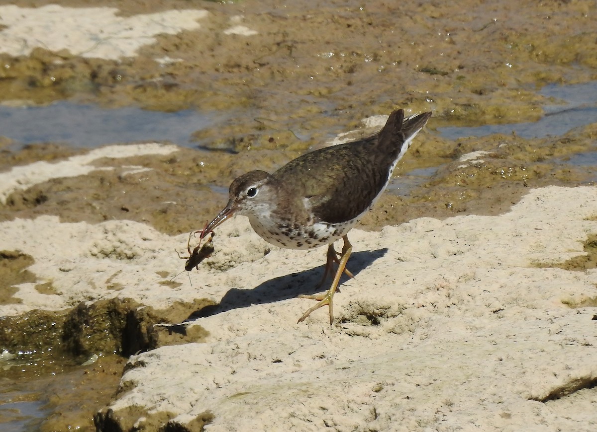 Spotted Sandpiper - ML606125971