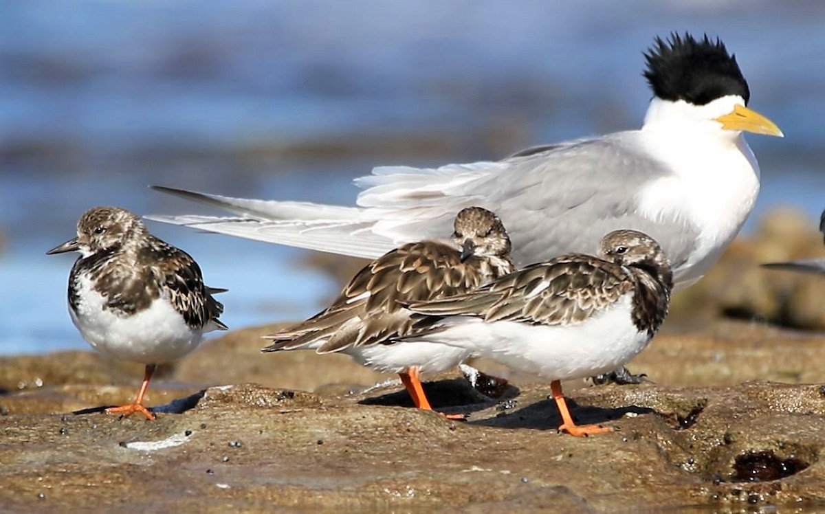 Ruddy Turnstone - ML606126601