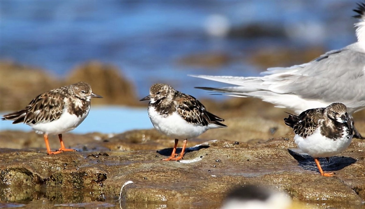 Ruddy Turnstone - ML606126611