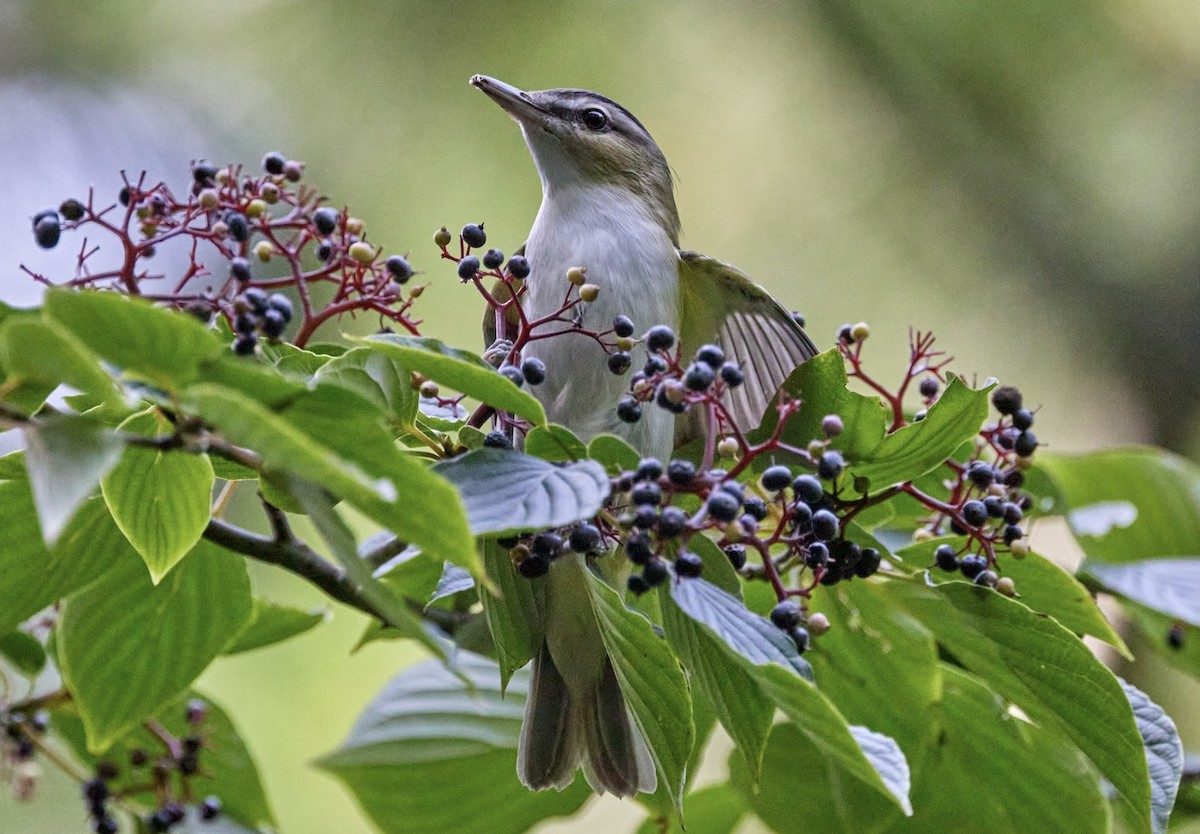 Red-eyed Vireo - ML606126821