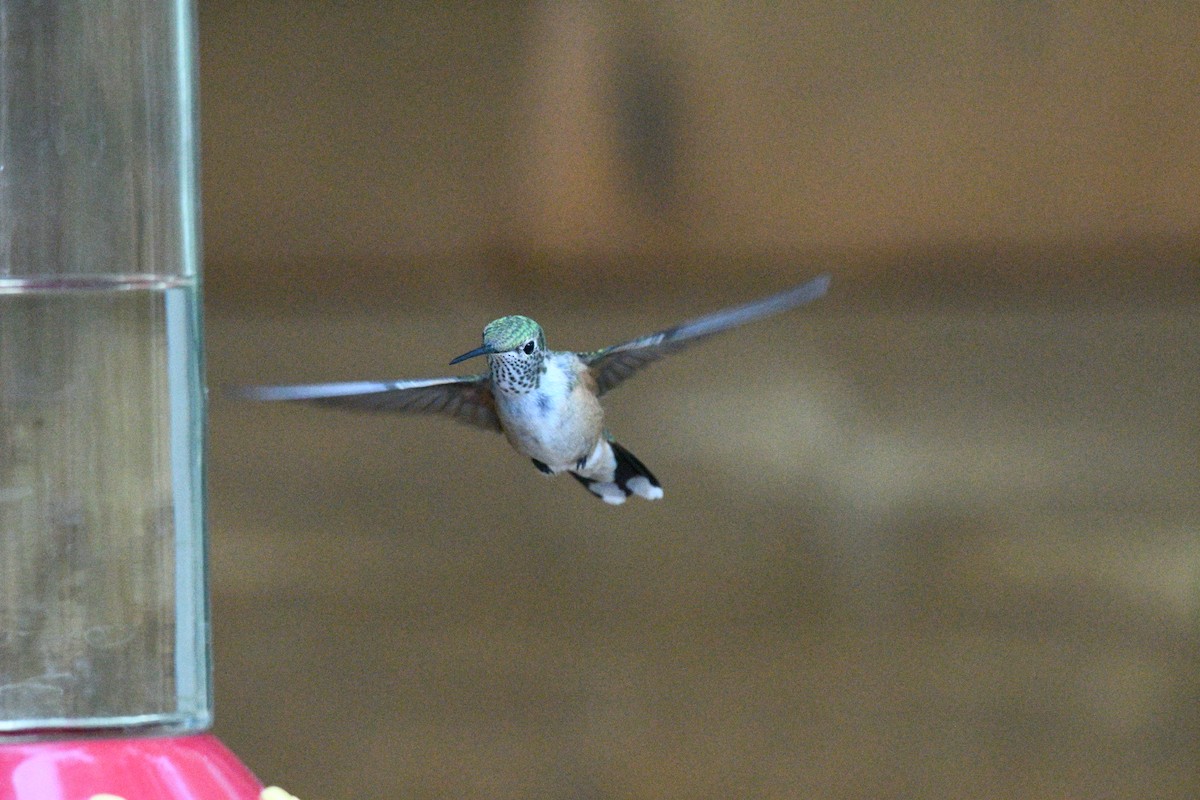 Broad-tailed Hummingbird - Doug Fishman