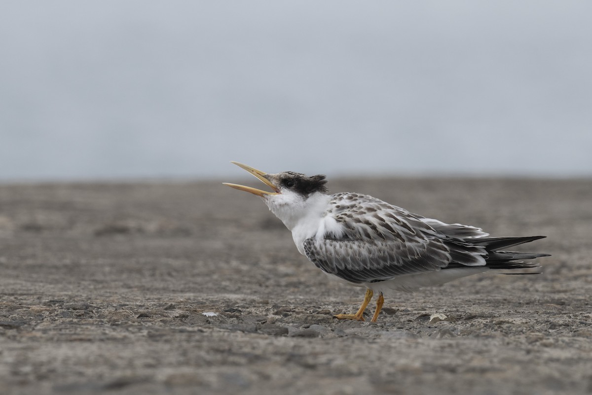Great Crested Tern - ML606128061