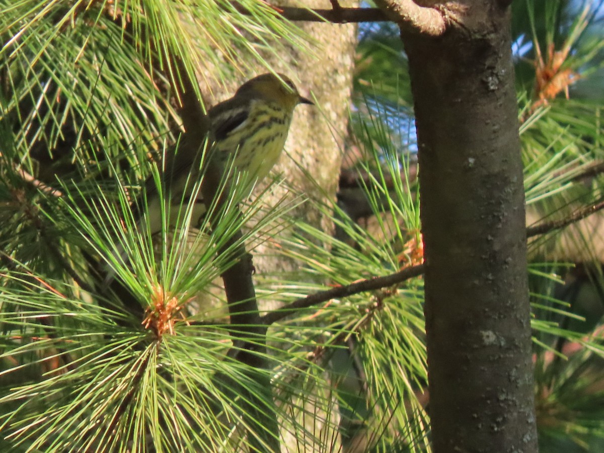 Black-throated Green Warbler - ML606128231