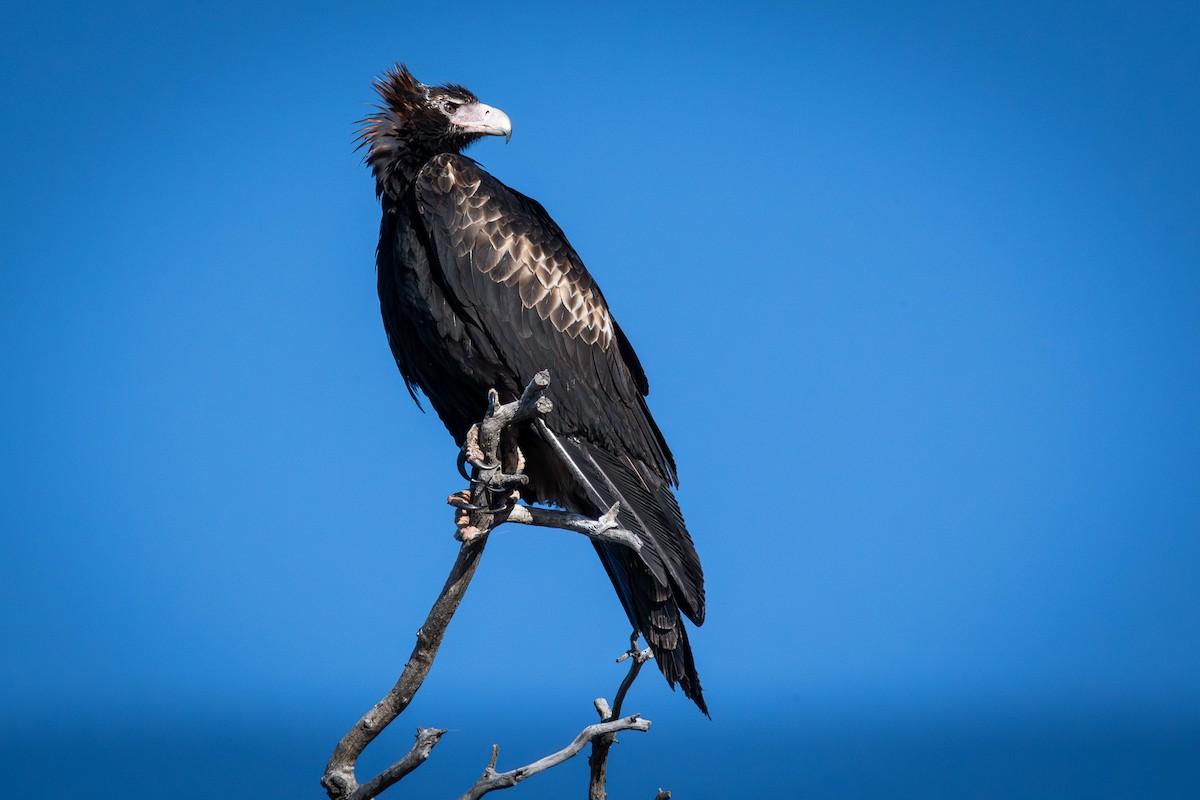Wedge-tailed Eagle - ML606128911