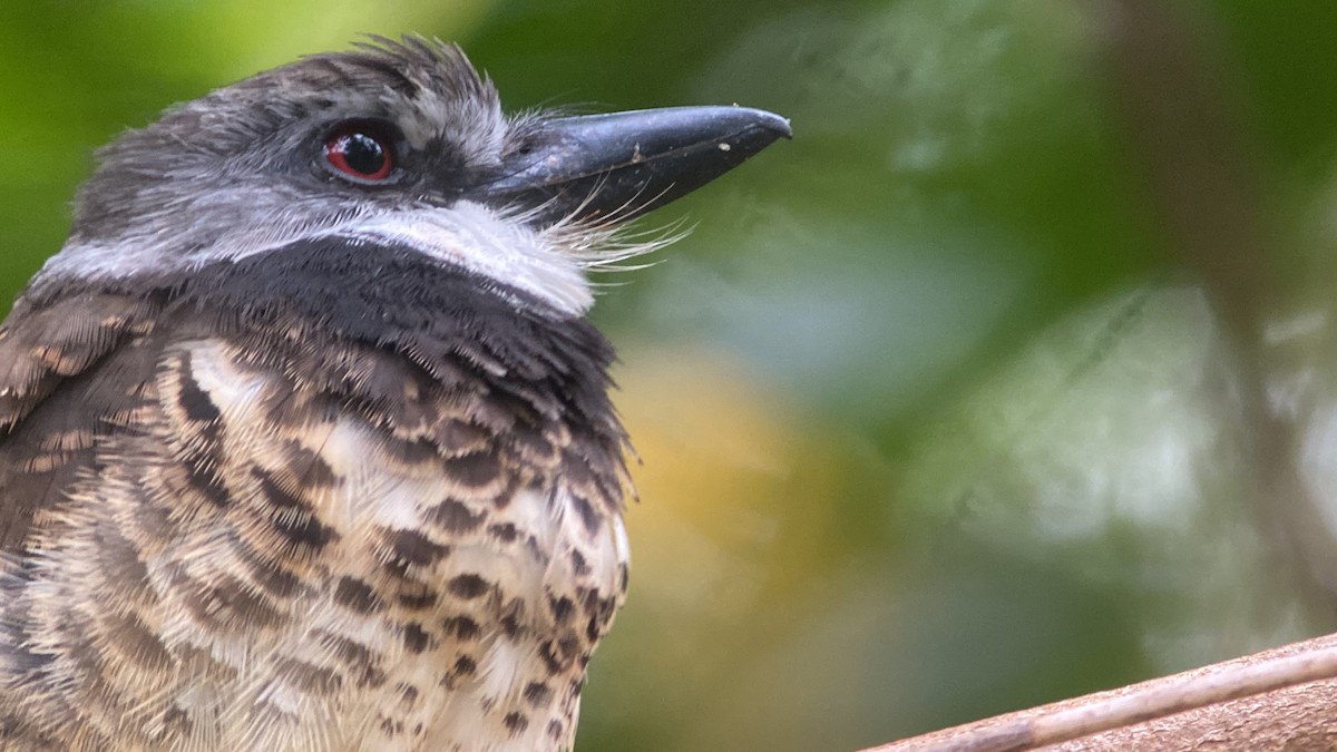 Sooty-capped Puffbird - ML606129681