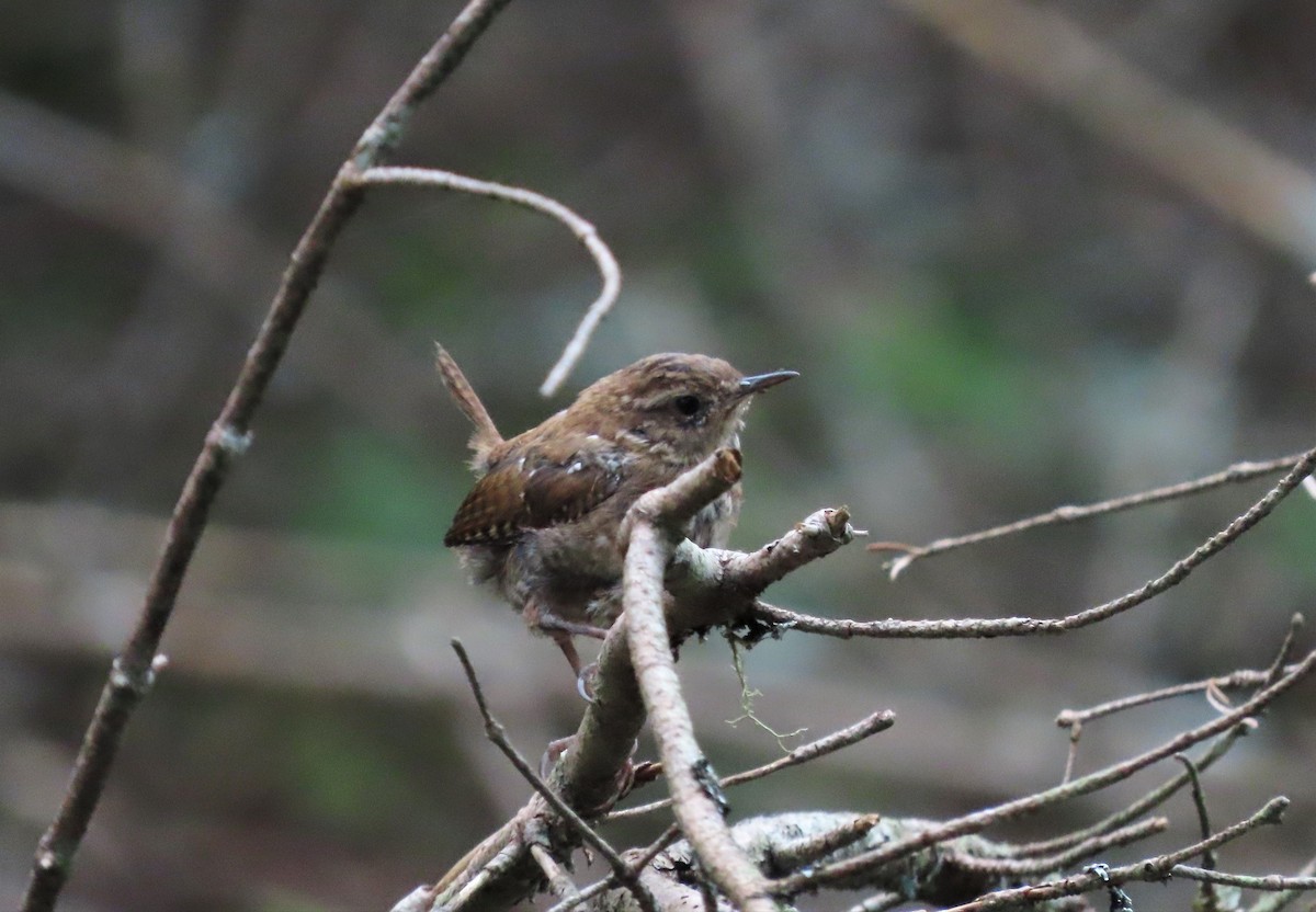 Winter Wren - ML606130201
