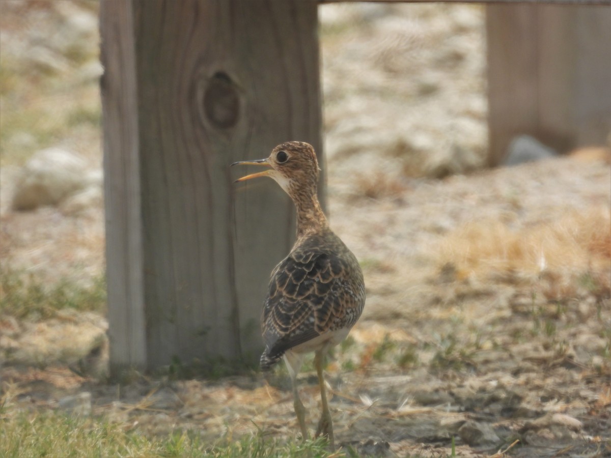 Upland Sandpiper - ML606130381