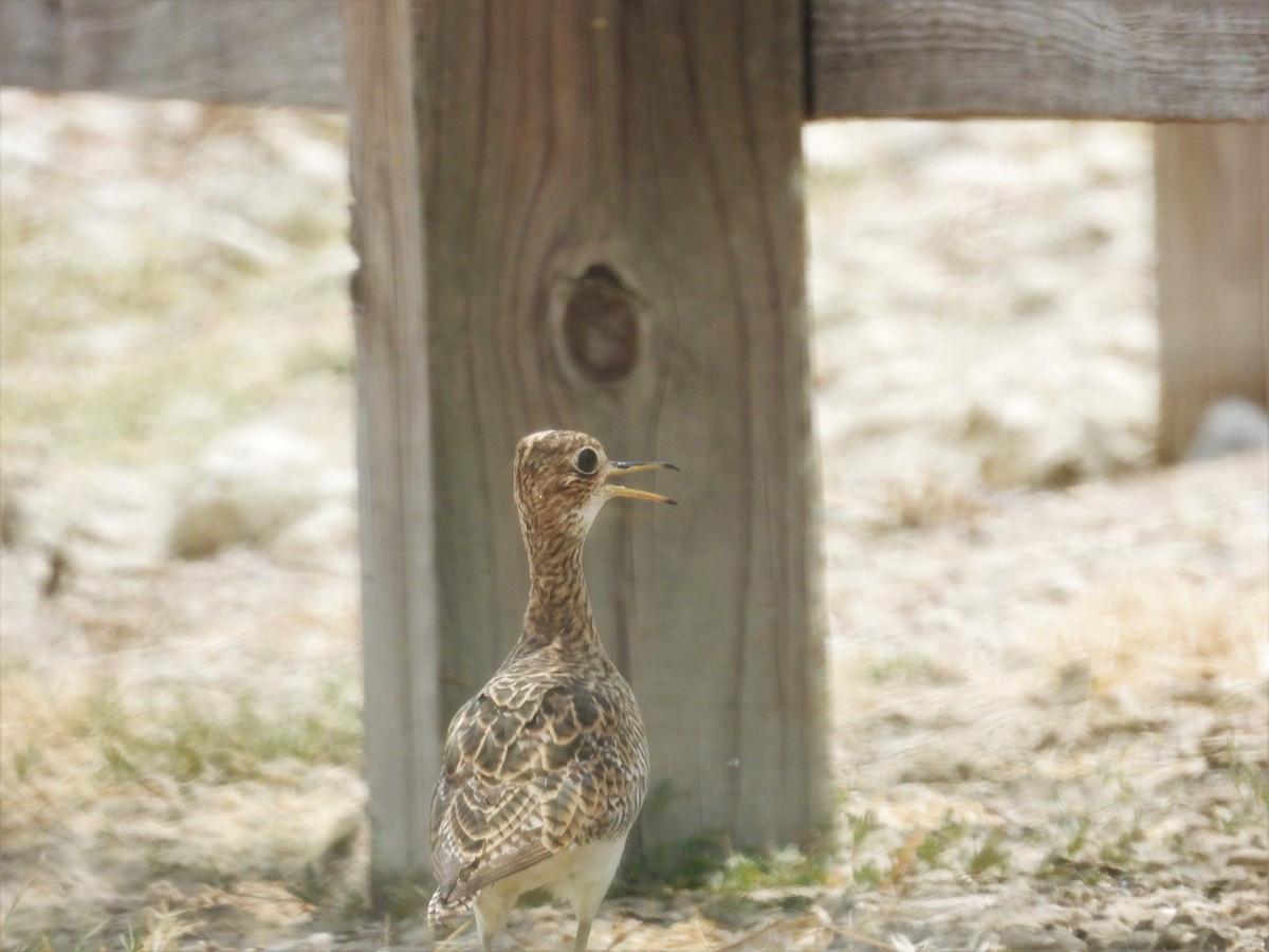 Upland Sandpiper - Shirley Wilkerson