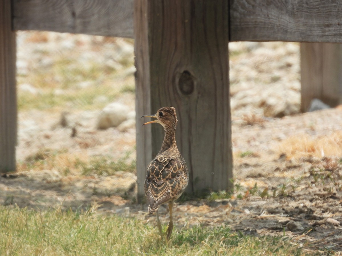 Upland Sandpiper - ML606130421