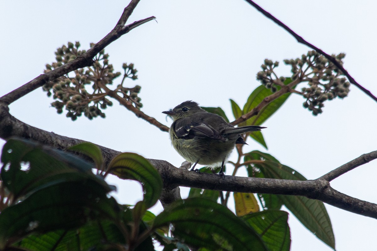 Tepui Elaenia - ML606130511