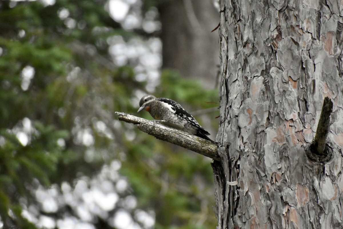 Yellow-bellied Sapsucker - ML606130571