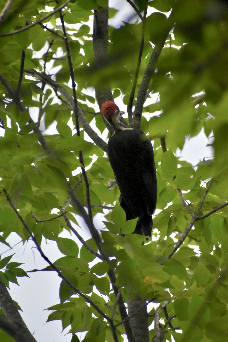 Pileated Woodpecker - ML606130851