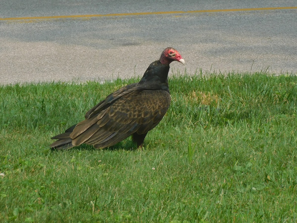 Urubu à tête rouge - ML606130871