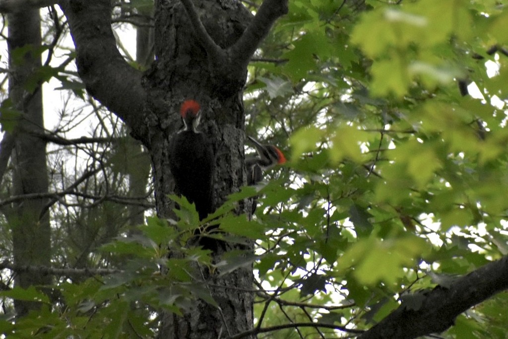 Pileated Woodpecker - ML606130931