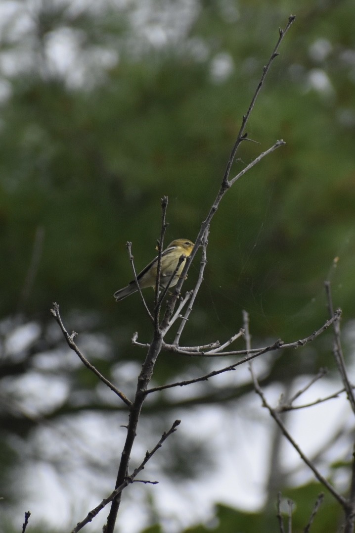 Pine Warbler - ML606131191
