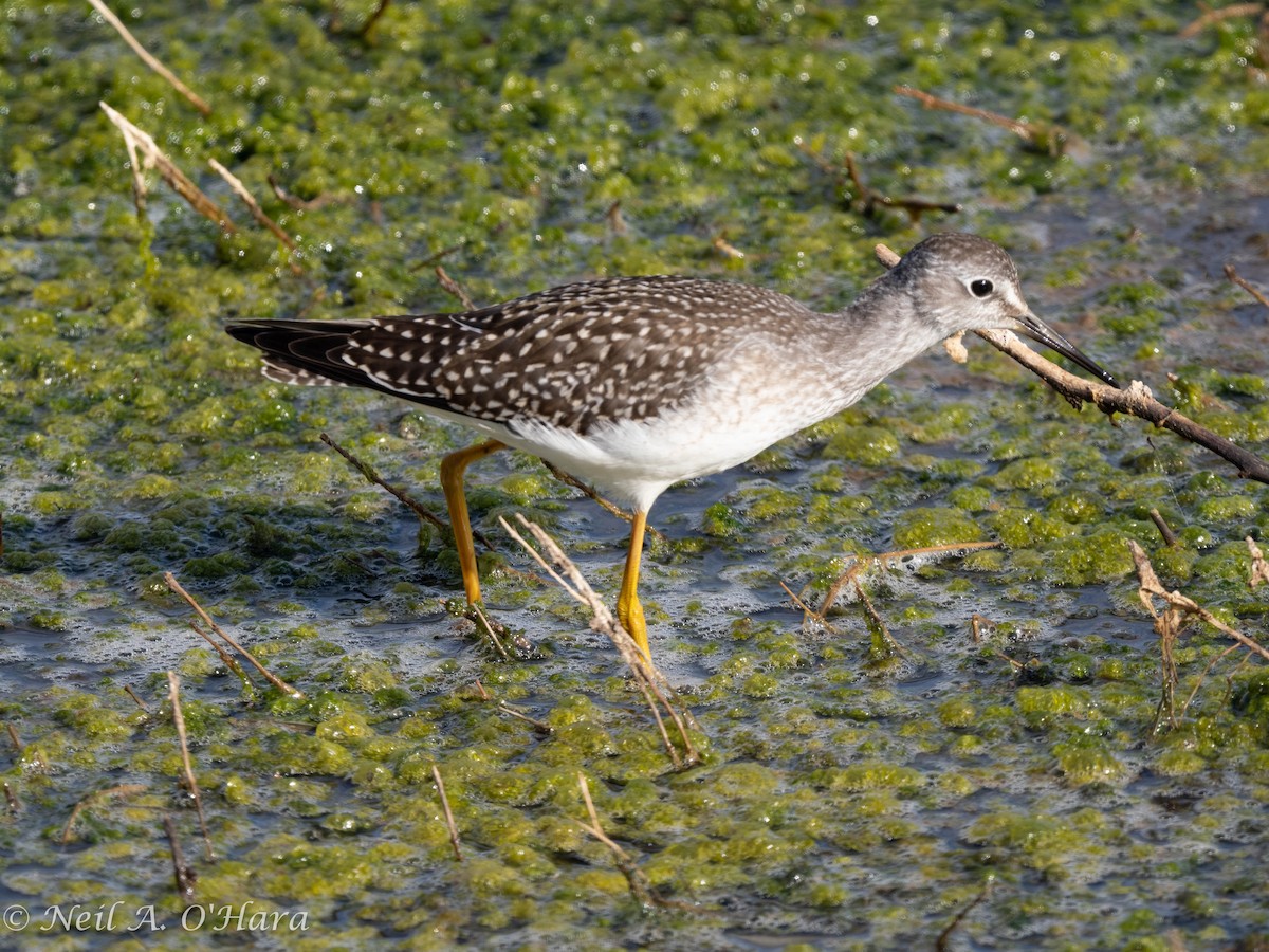 Lesser Yellowlegs - ML606132091