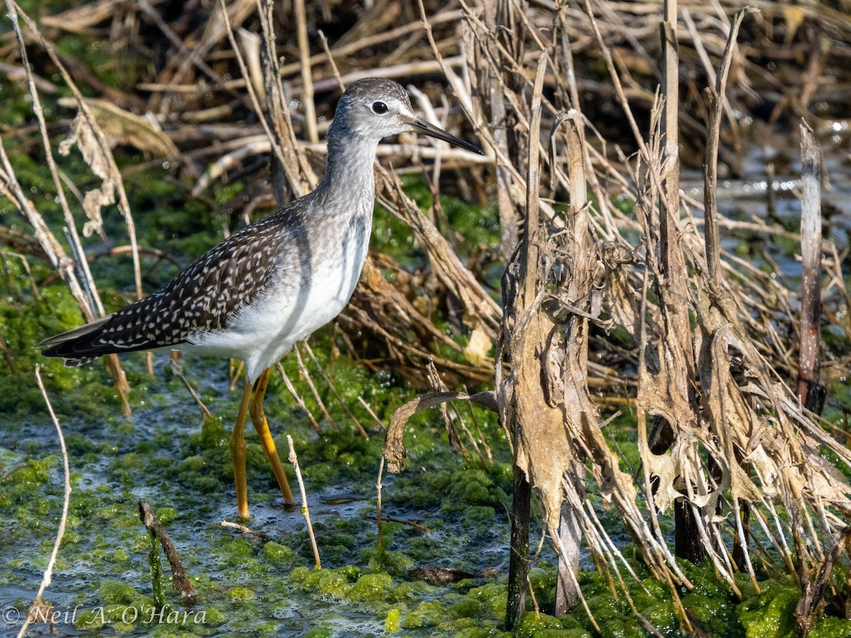 Lesser Yellowlegs - ML606132101