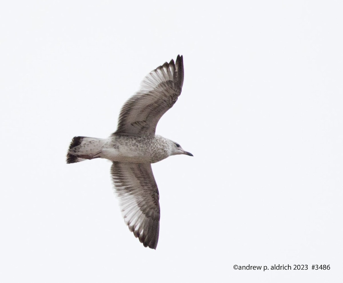 Ring-billed Gull - ML606132201