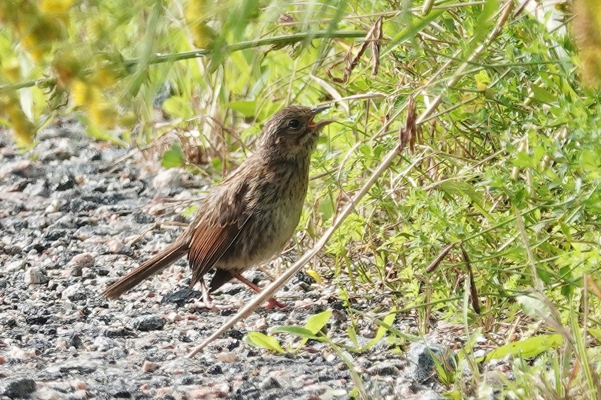 Swamp Sparrow - ML606132371