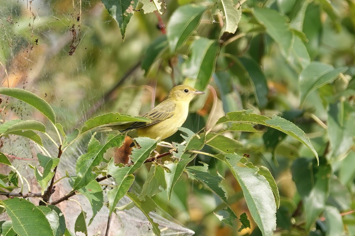 Yellow Warbler (Northern) - ML606132721