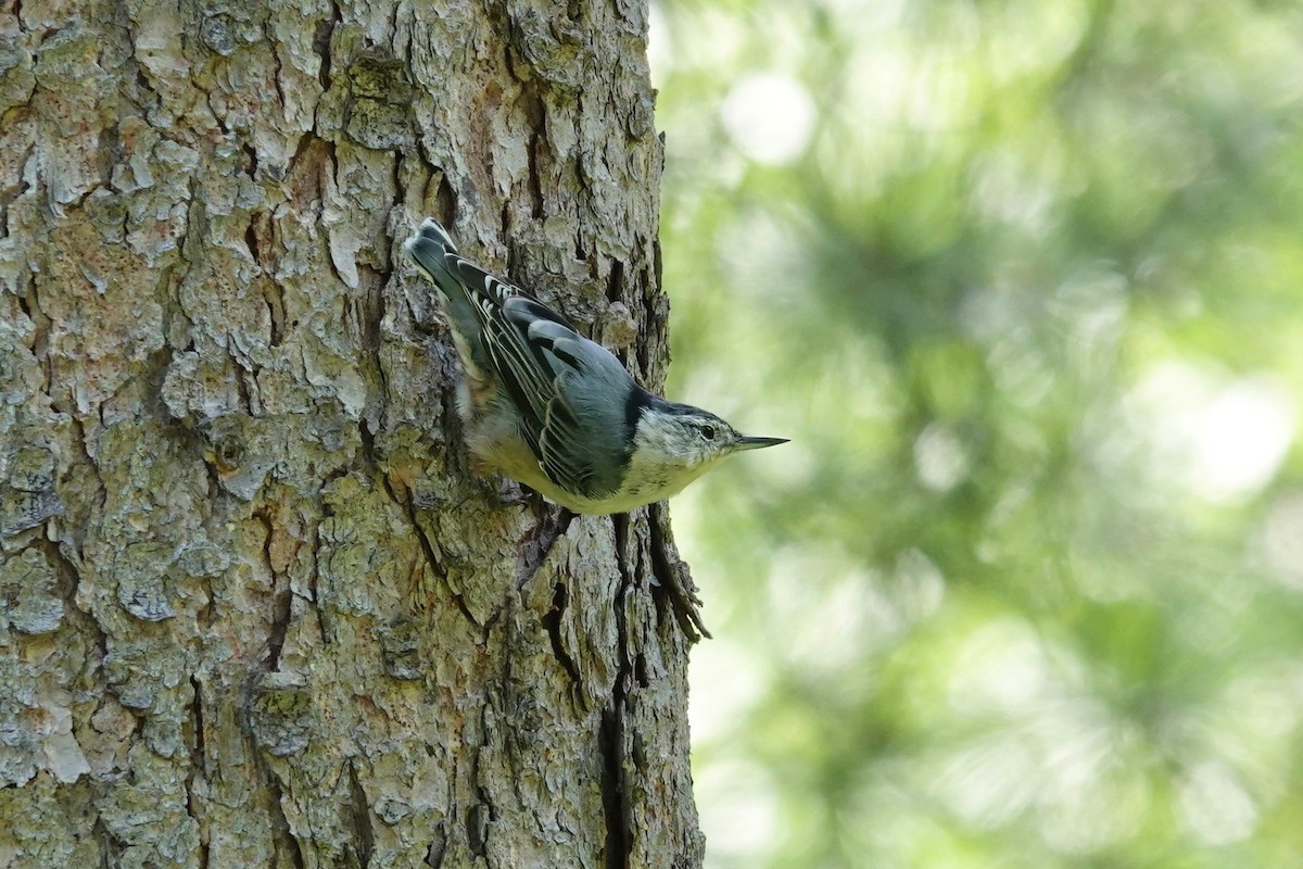 White-breasted Nuthatch (Eastern) - Carol Speck