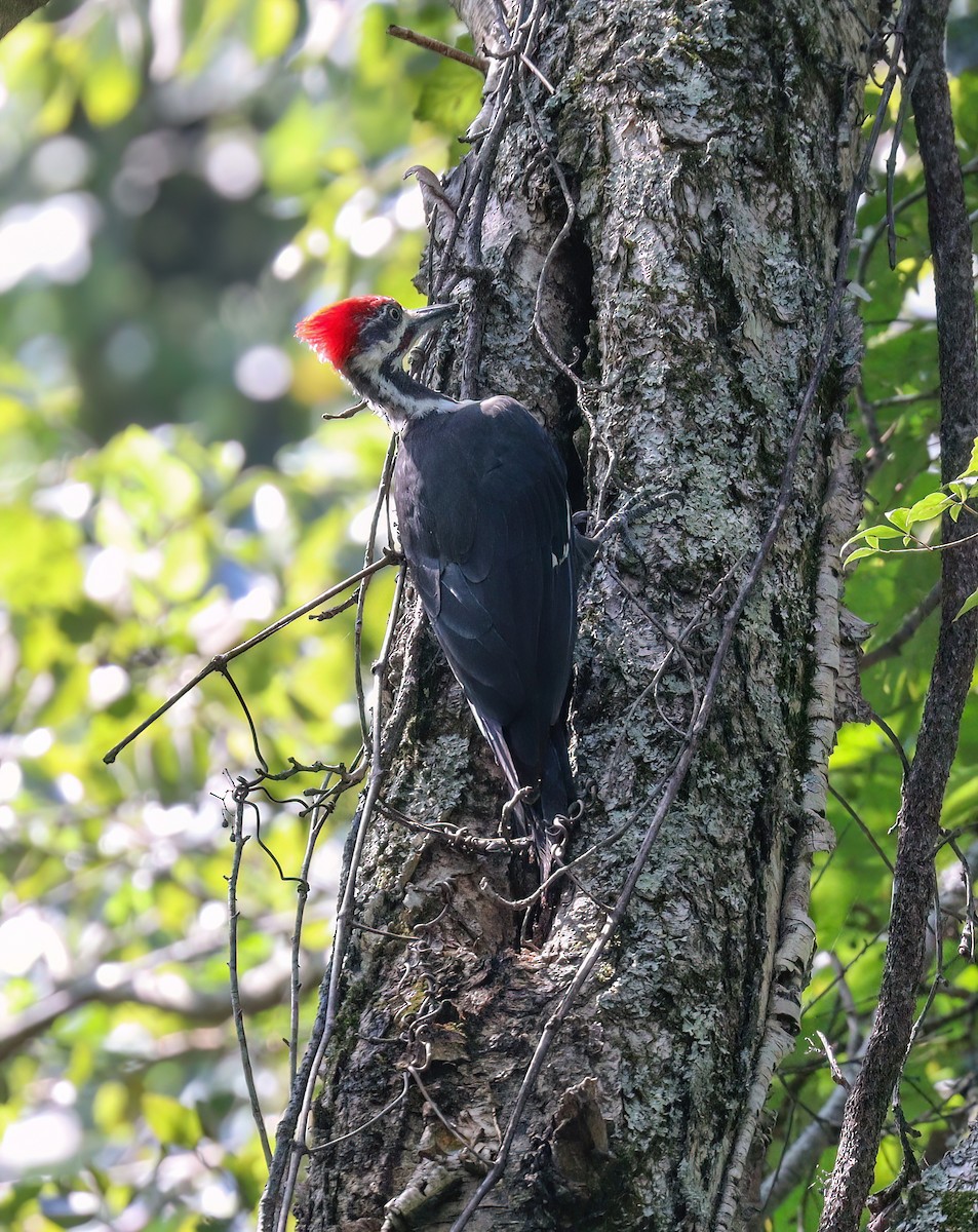 Pileated Woodpecker - ML606132861