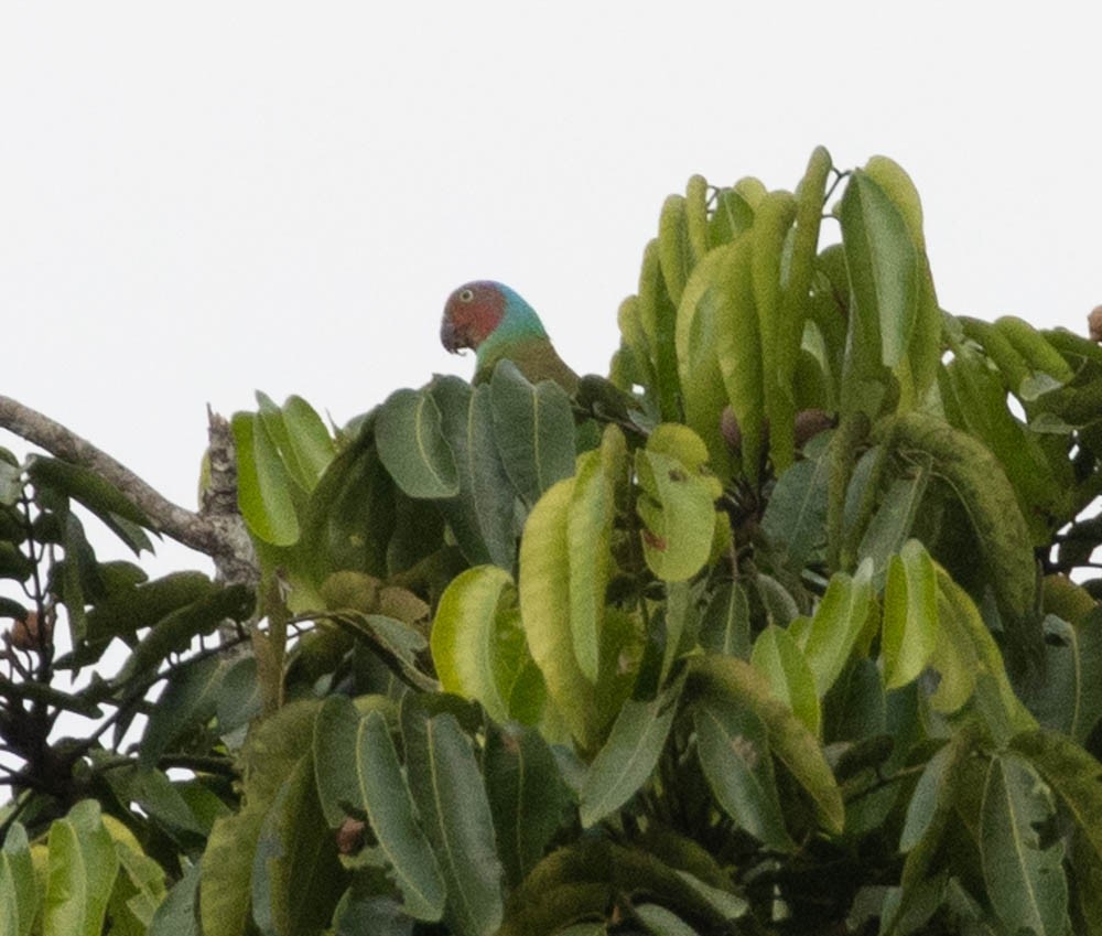 Red-cheeked Parrot - Lindy Fung