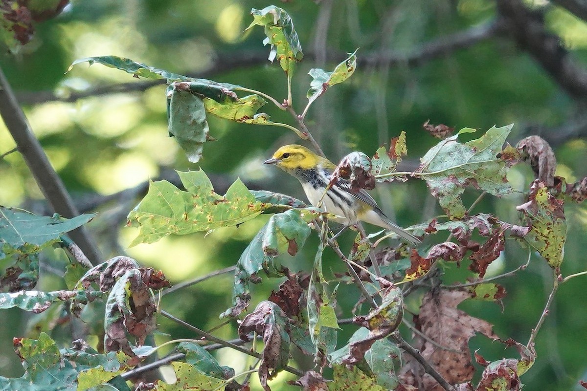 Black-throated Green Warbler - Carol Speck