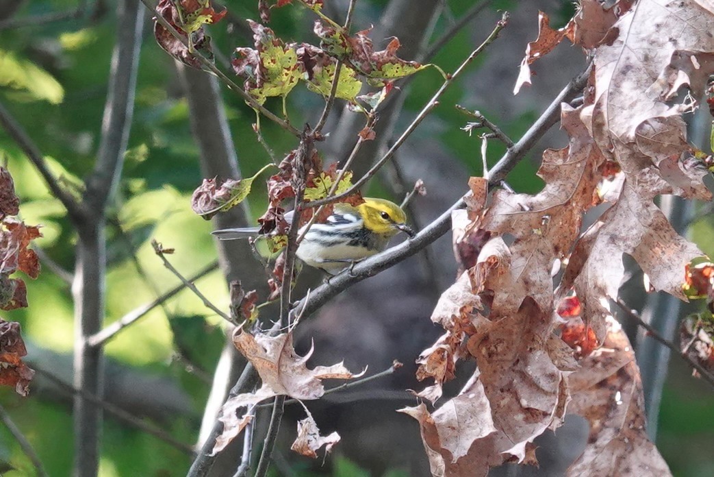 Black-throated Green Warbler - Carol Speck