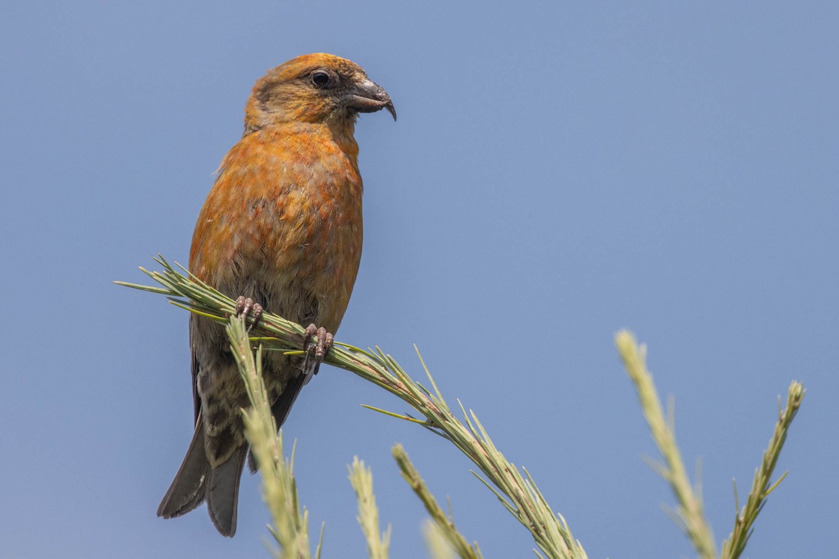 Red Crossbill (Douglas-fir or type 4) - County Lister Brendan