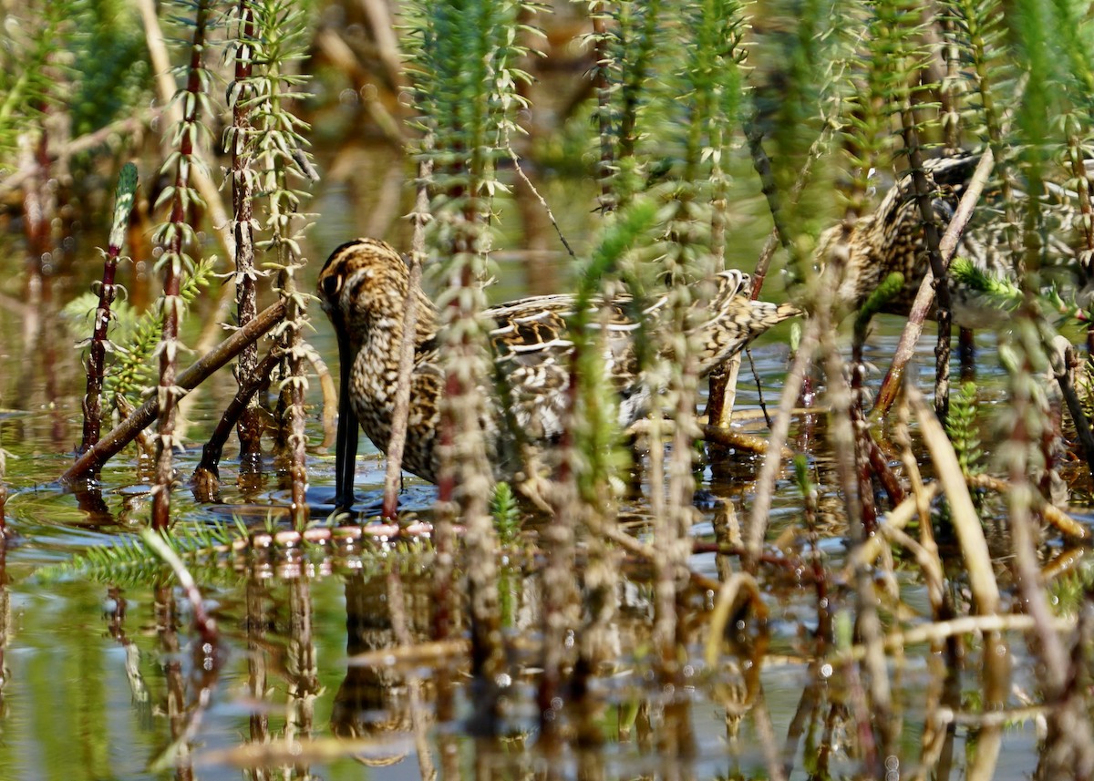 Wilson's Snipe - Karen Carpenter