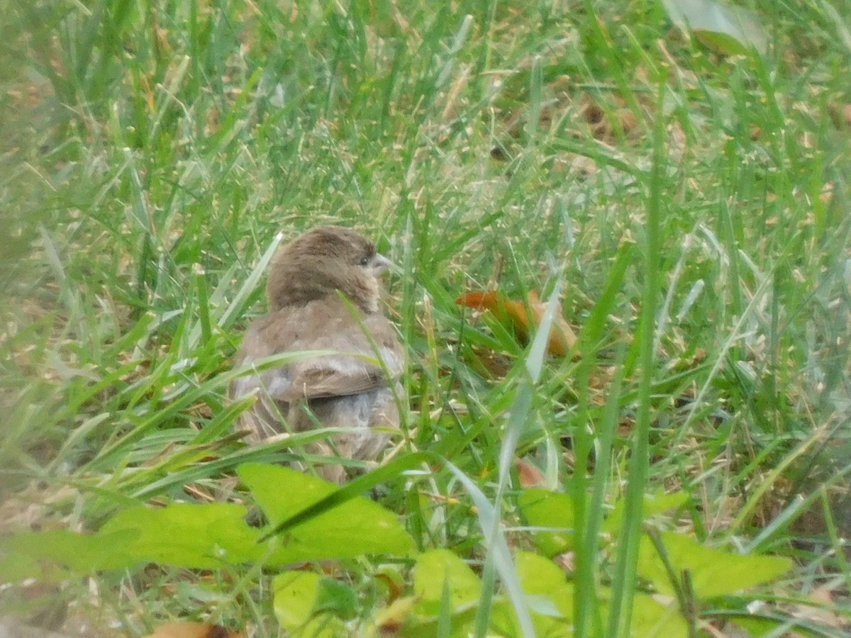 Indigo Bunting - Eve Schultes-Ridge