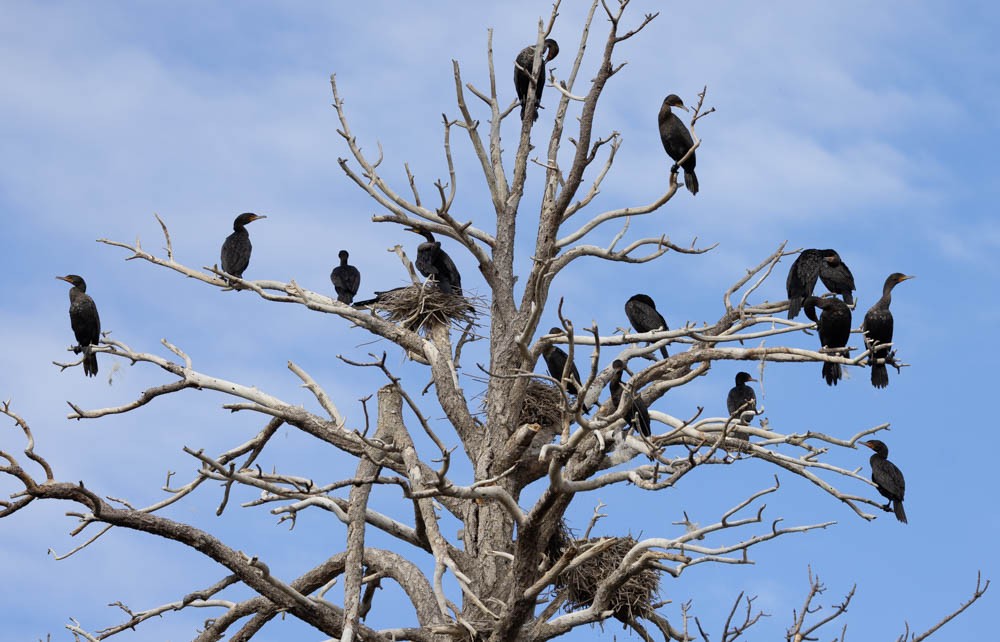 Double-crested Cormorant - ML606134481