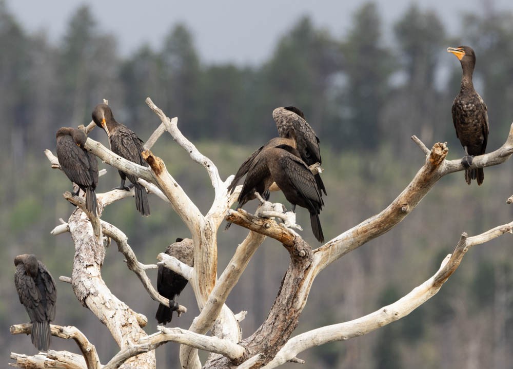 Double-crested Cormorant - Marty Herde