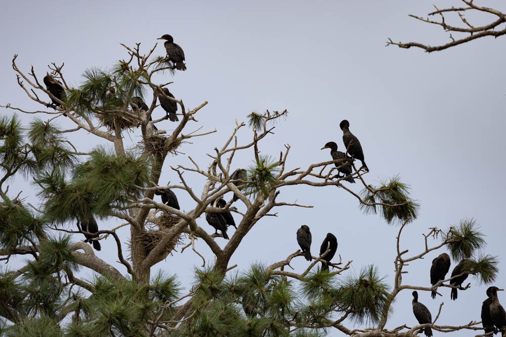 Double-crested Cormorant - Marty Herde