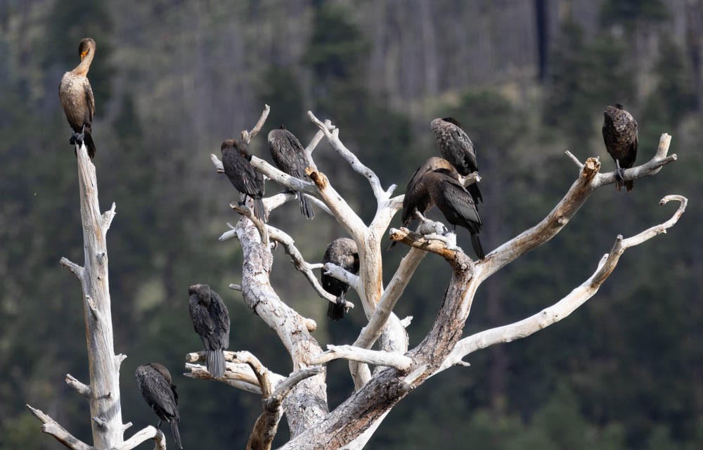 Double-crested Cormorant - Marty Herde