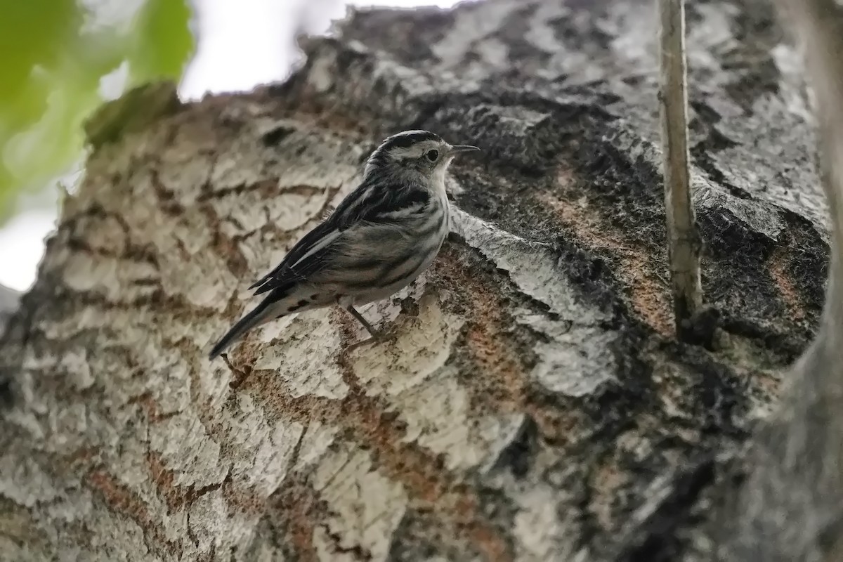 Black-and-white Warbler - Ben  Sonnenberg