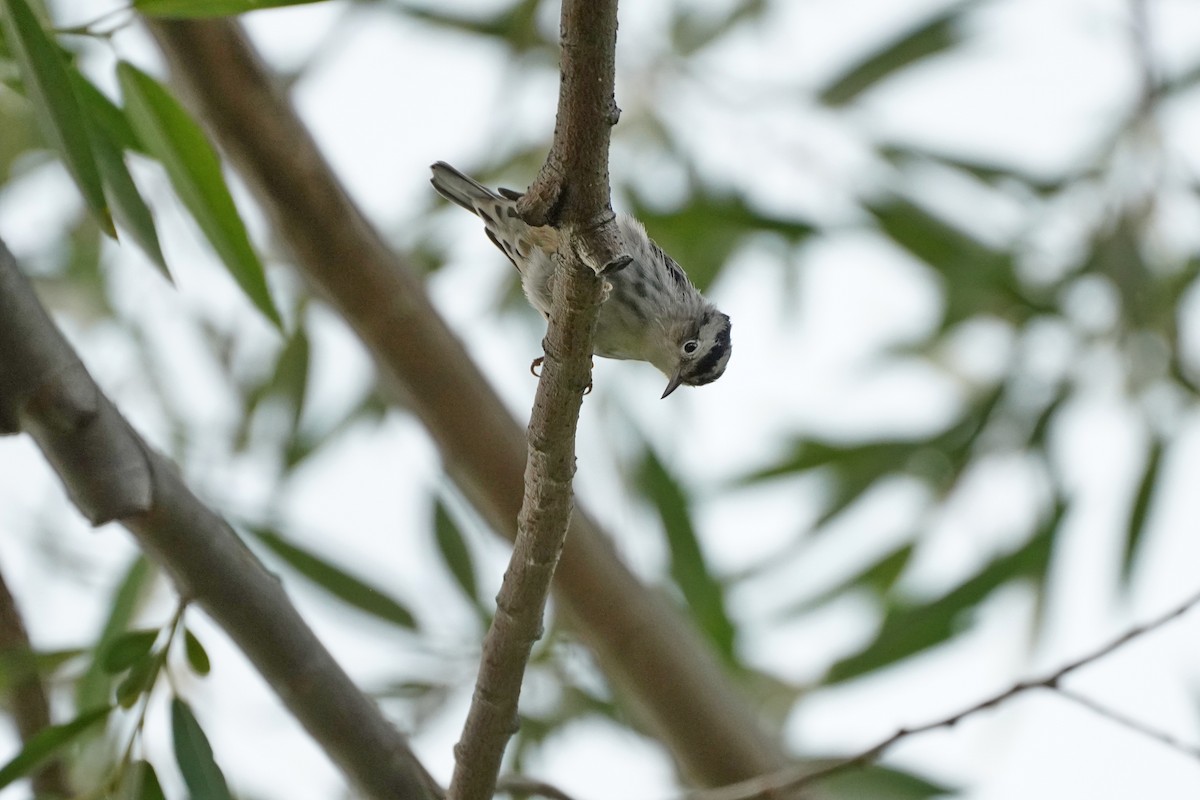 Black-and-white Warbler - ML606135701