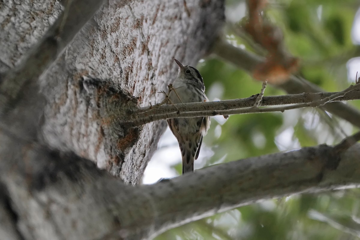 Black-and-white Warbler - ML606135711